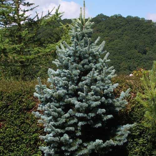 Puieti brad Abies Lasiocarpa intens albastrui-argintii