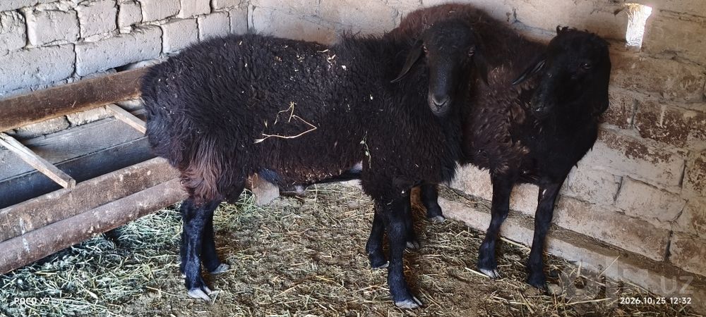 2 ta qoʻzi qoʼchqorlar sotiladi