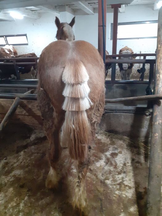 Manza de 9 luni de vanzare