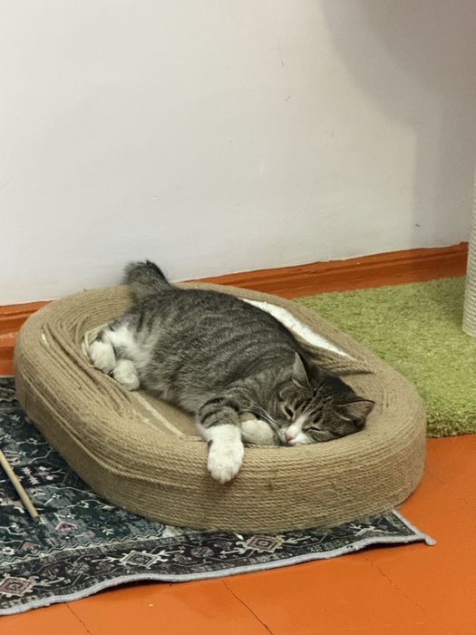 Пропала кошка Ника