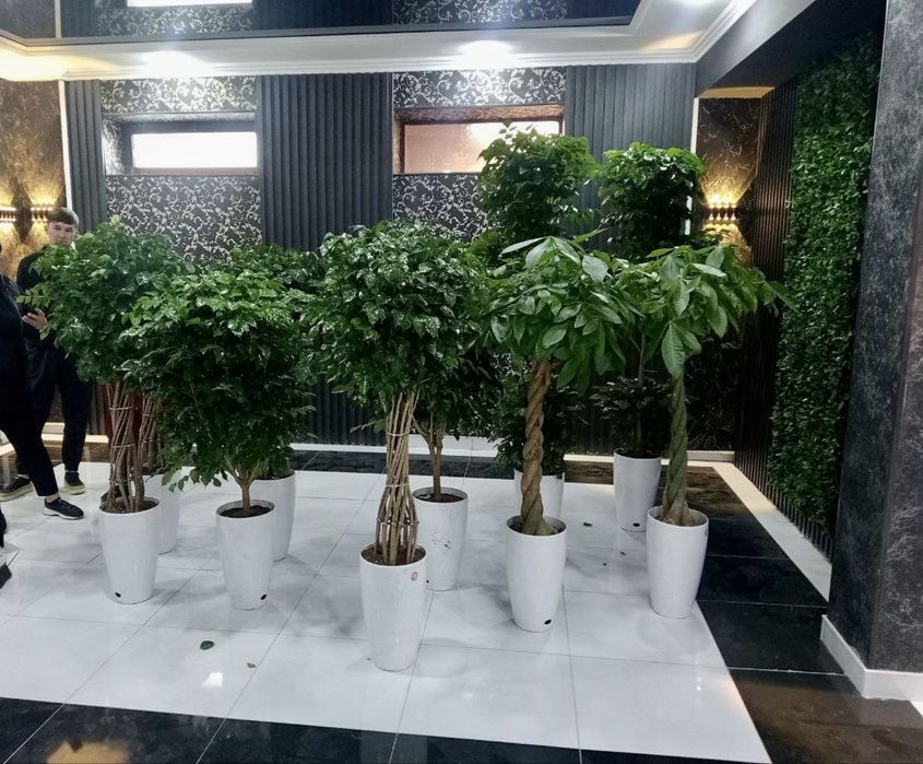 Офис учун гуллар, Цветы, Цветы для офиса, Офисные растения