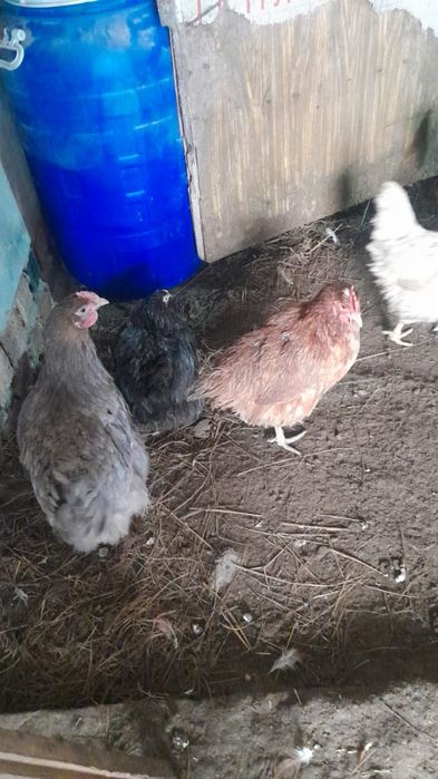 Продам домашних молодых  курей,район Ахмерова