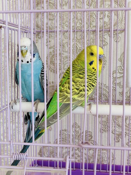 Пара попугаев папугай попугай пара попугаев