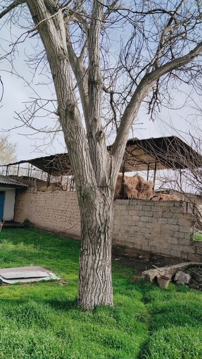 Yongoq daraxti  sotiladi