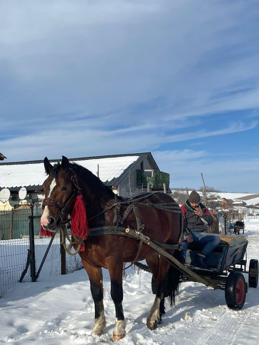 De vanzare manz de 1 an si 6 luni
