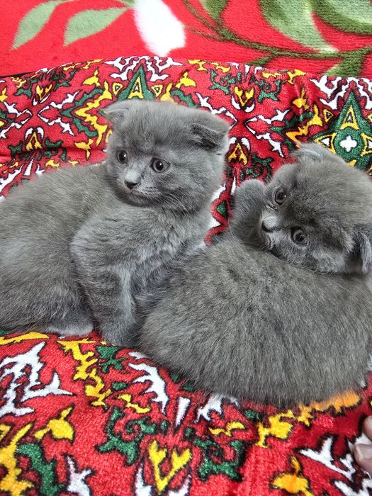 Продаются котята