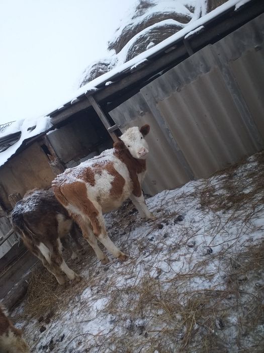 Продам телачку 300000торг есть срочно