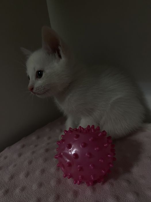 Мысык  катенк мальчик