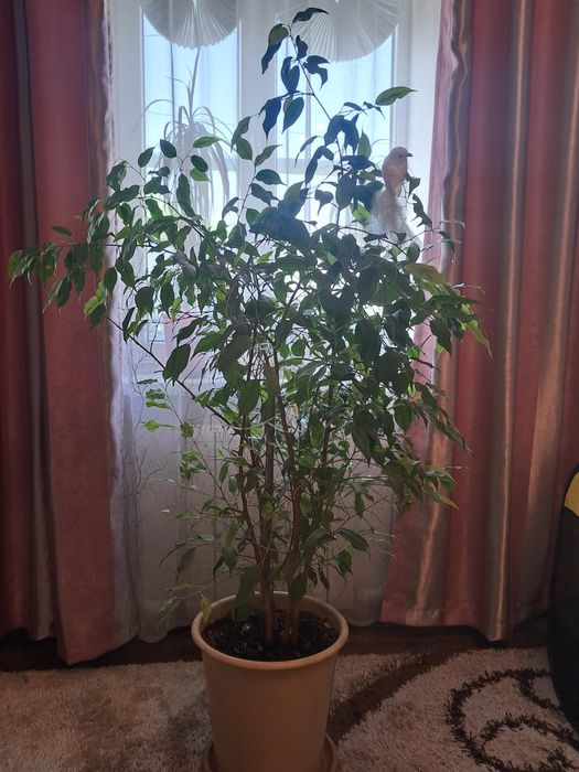 Фикусы, комнатные растения