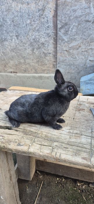 Vând iepure rex pitic