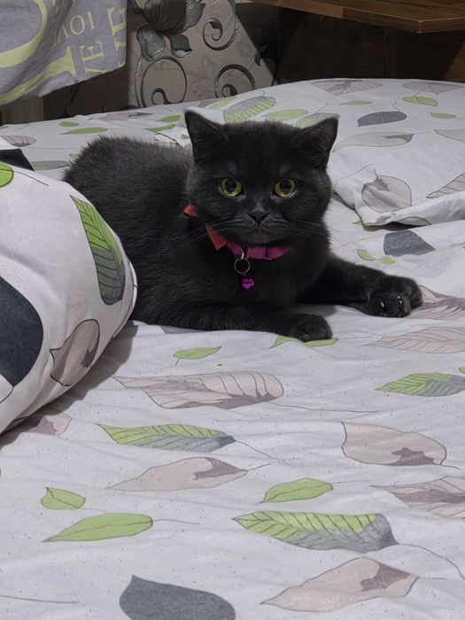 Mushukcha hadyaga beriladi. Parodasi British straight