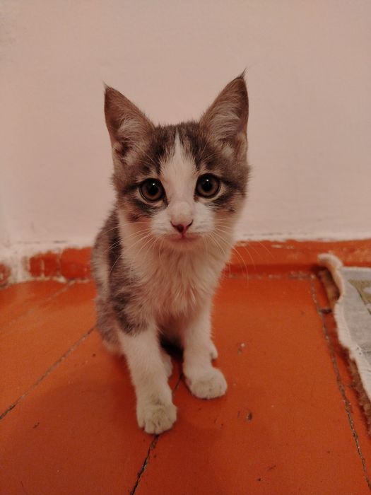кот бесплатно 1-2