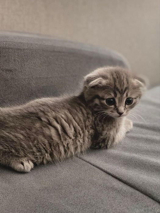 Кошка Скоттиш фолд 2 месяцев