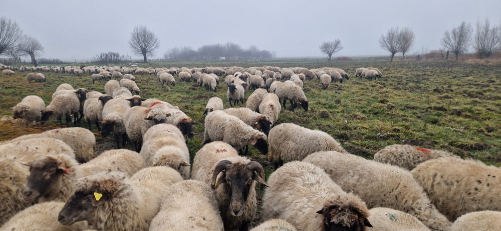 Vând 200 de oi țigări bucălăi gestante