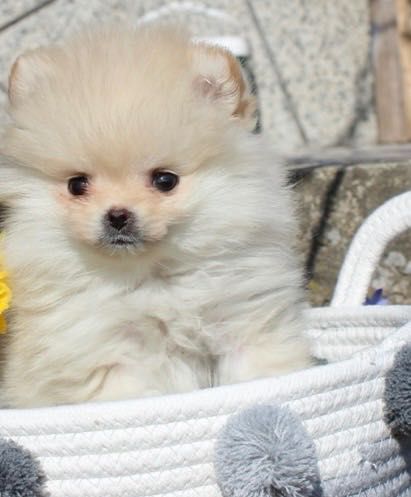 Померани женски и мъжки