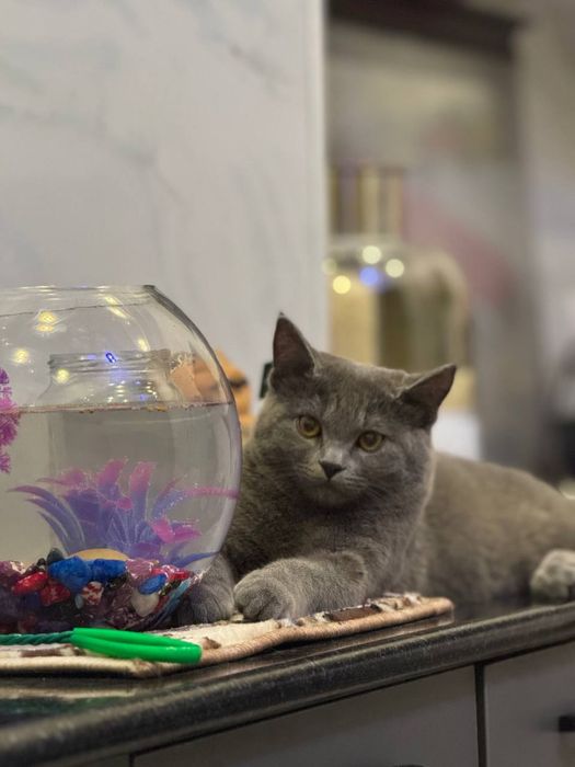 Британский короткошёрстную