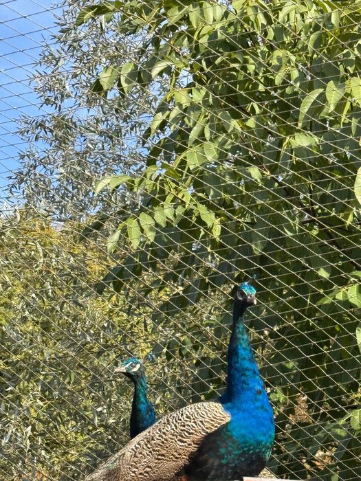Păun 2 ani( 2 masculi, 1 femelă ) de vânzare