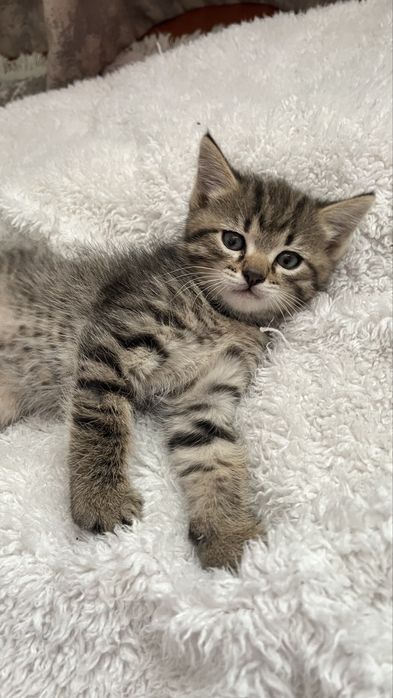 Отдам котят мальчиков