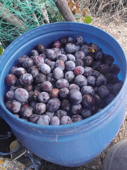 Buna ziua de vanzare prune pt compot si pt tuica  turdanr de telf afiasat0770300940