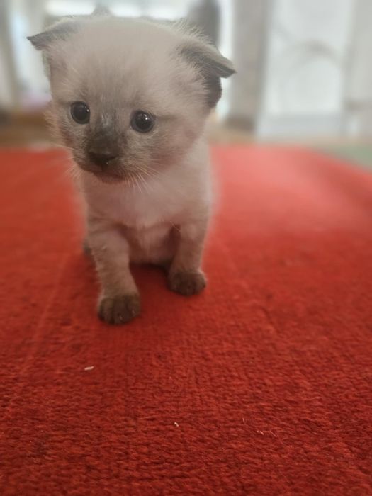 Пародалы мысықтар   серий скотш фолд пен сиямский мысықтар сатылады