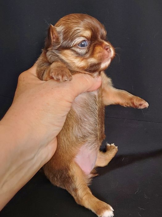 Продаю щенков чихуахуа