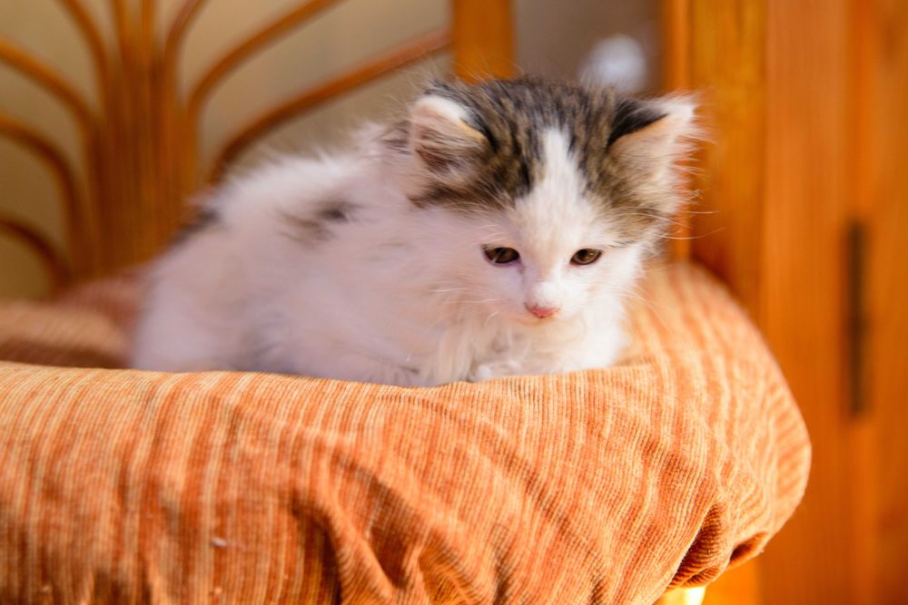 Котенок  девочка