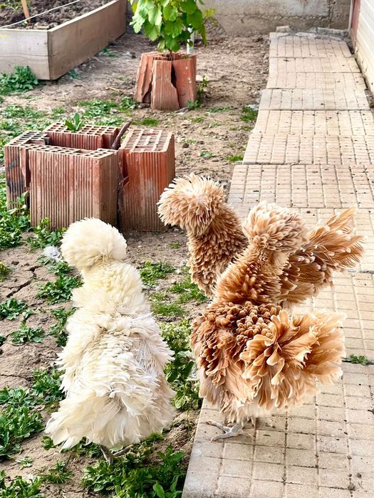 Oua găini paduana frezată