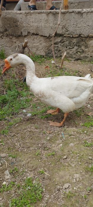 Gʻoz sotiladi erkak