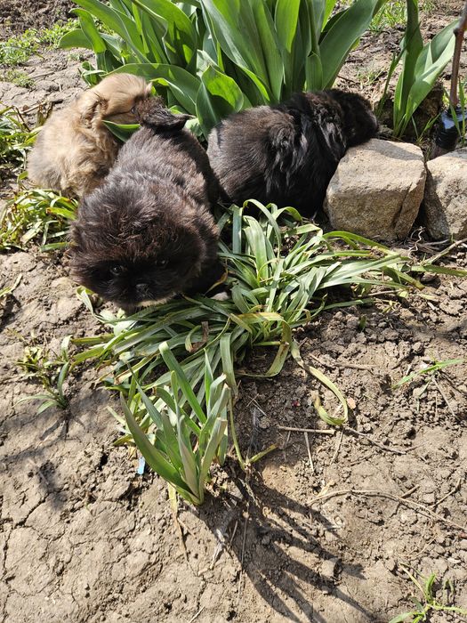 Малки сладки пекинези