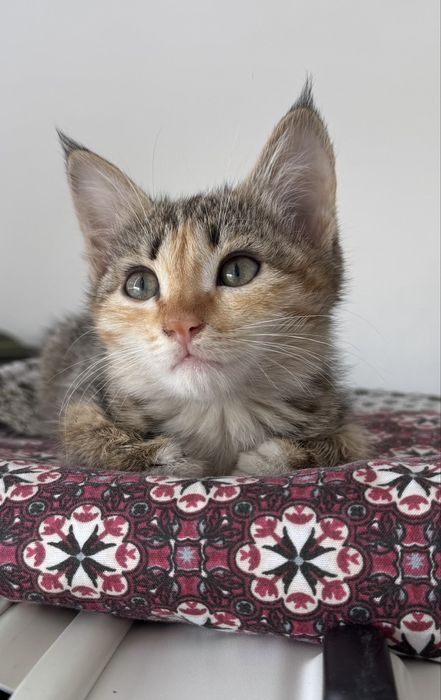 Котенок девочка 2 мес