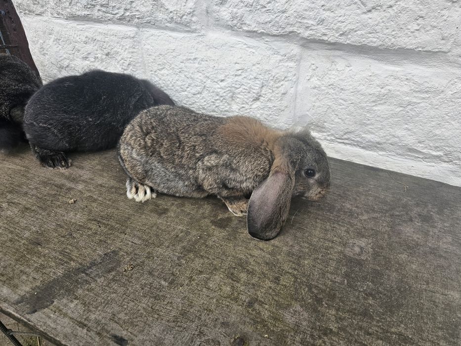 Iepuri berbec german