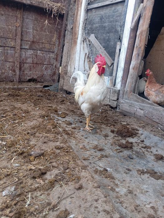 Продам     петуха
