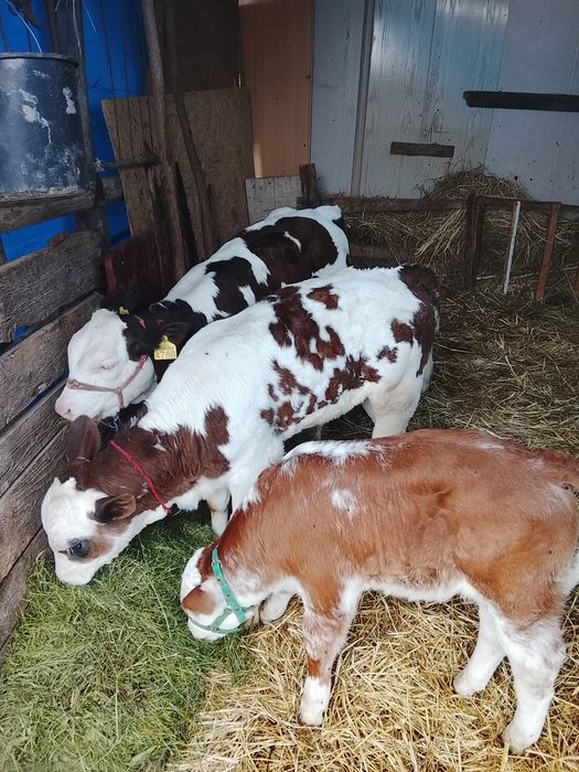 De vânzare 2 viței Belgian mascul și femelă