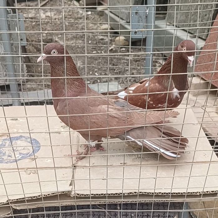 Голуби красные широкохвостых