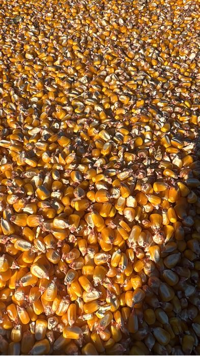 Porumb boabe rec 2025