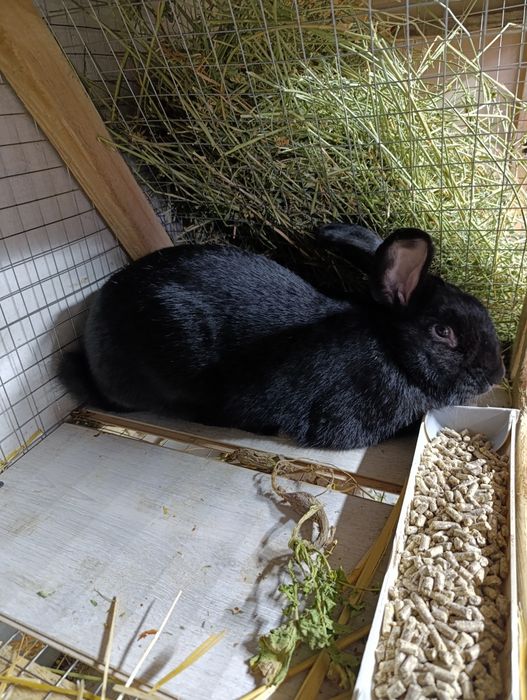 Кролики продам!!!