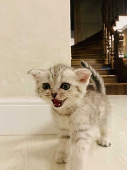 Кошка шотландский