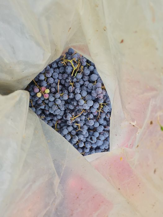 Producator, vand struguri capsunica + fraga alba