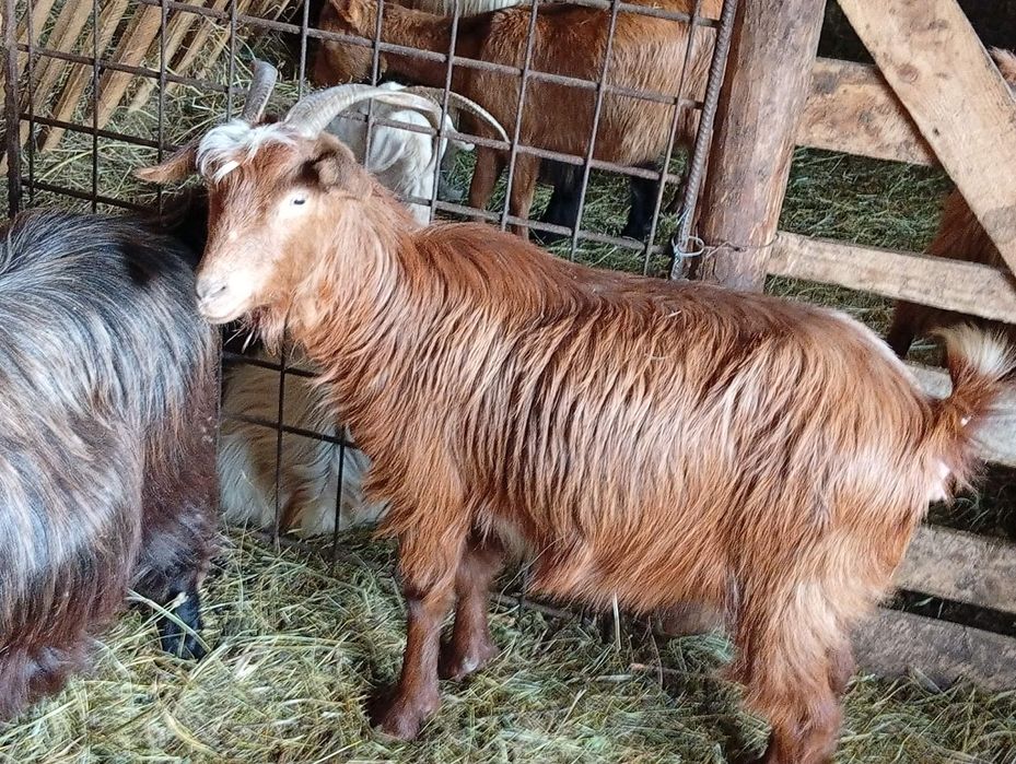 Vând capre gestante