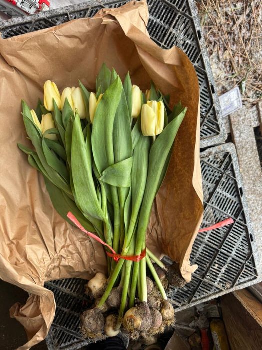 тюльпаны гул қызғалдақ роза