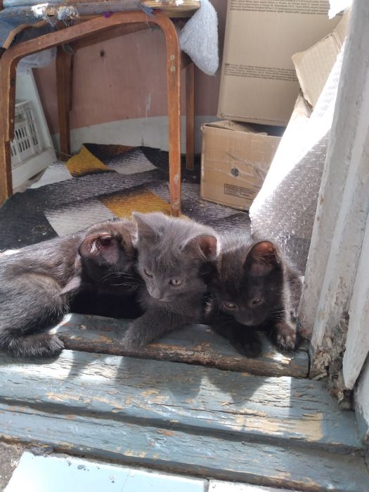 Отдам чистых котят