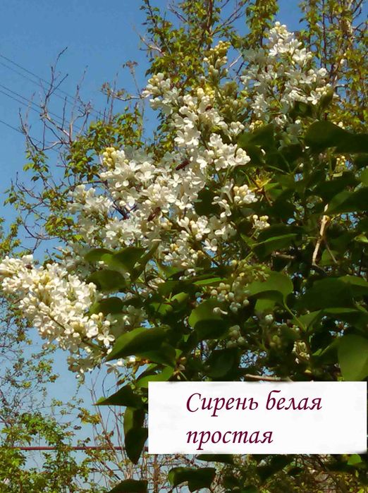 Кустарники цветущие и плодовые