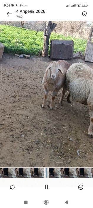 Қозылы қой.      .