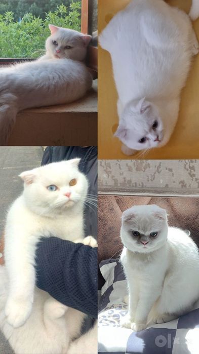 Scottish fold Scottish strayt