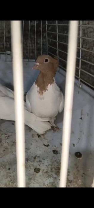 Продам разных голубей