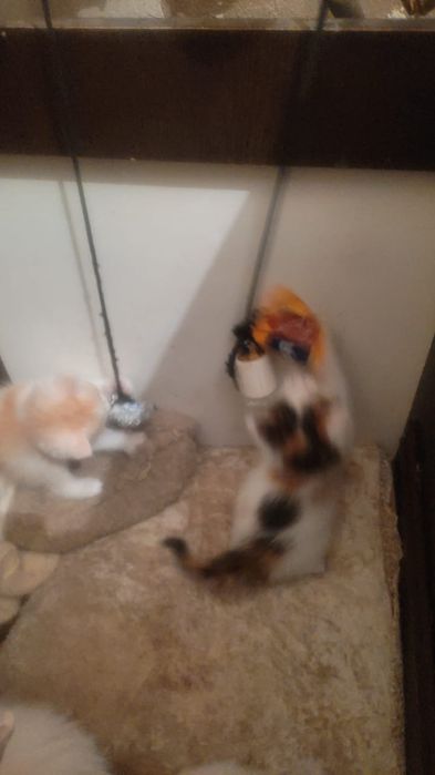 Отдам даром котят месяц