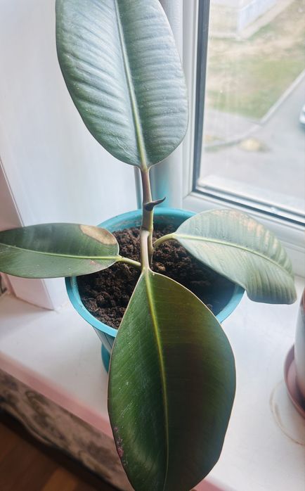 Продам фикусы зеленые и пестрые