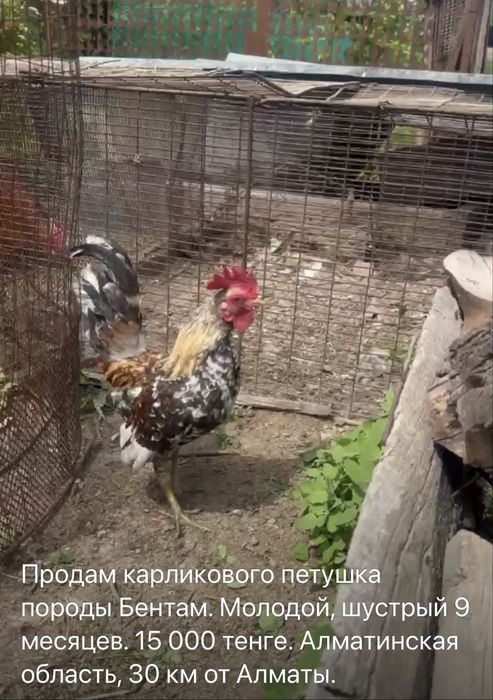 Продам карликового петушка