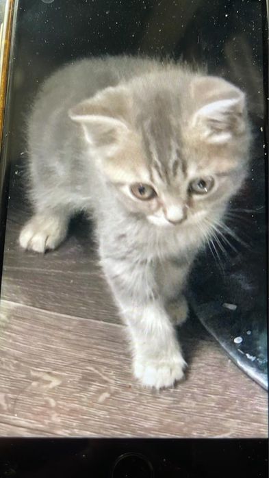 Кошка шотланская прямоухие