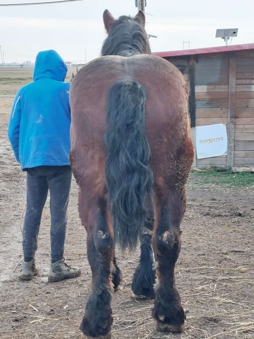 Armăsar de monta și posibilă vânzare